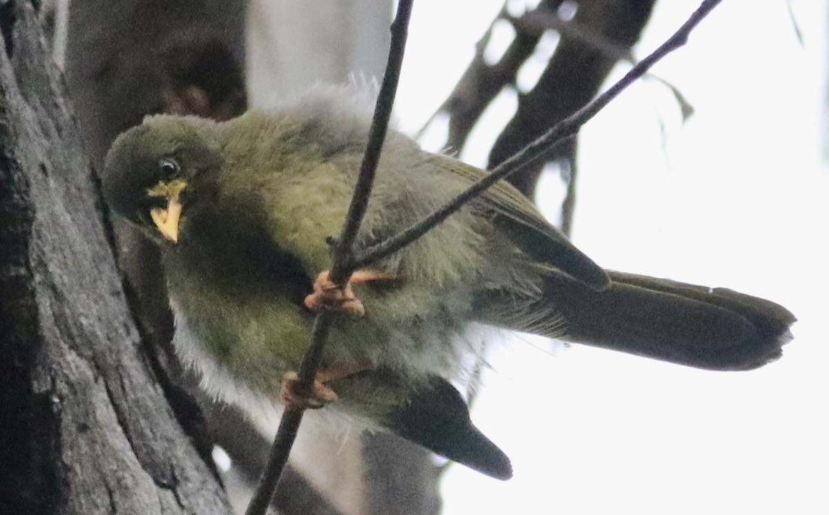 Bell Miner - ML614170184