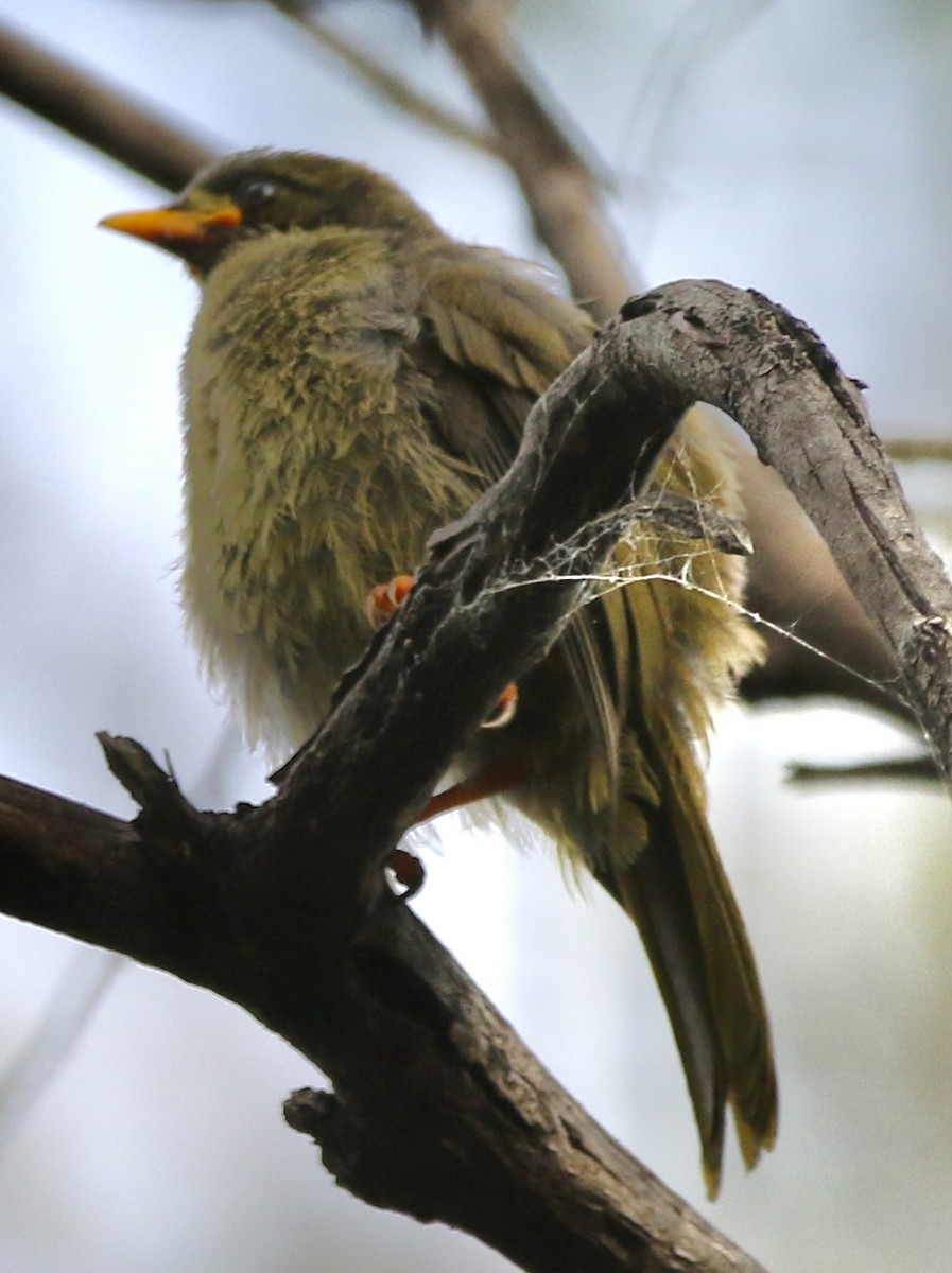 Bell Miner - ML614170187