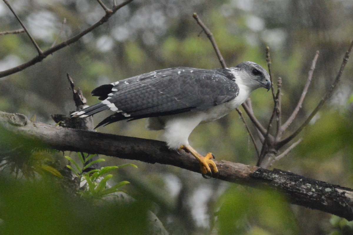 Gray-backed Hawk - Cathy Pasterczyk