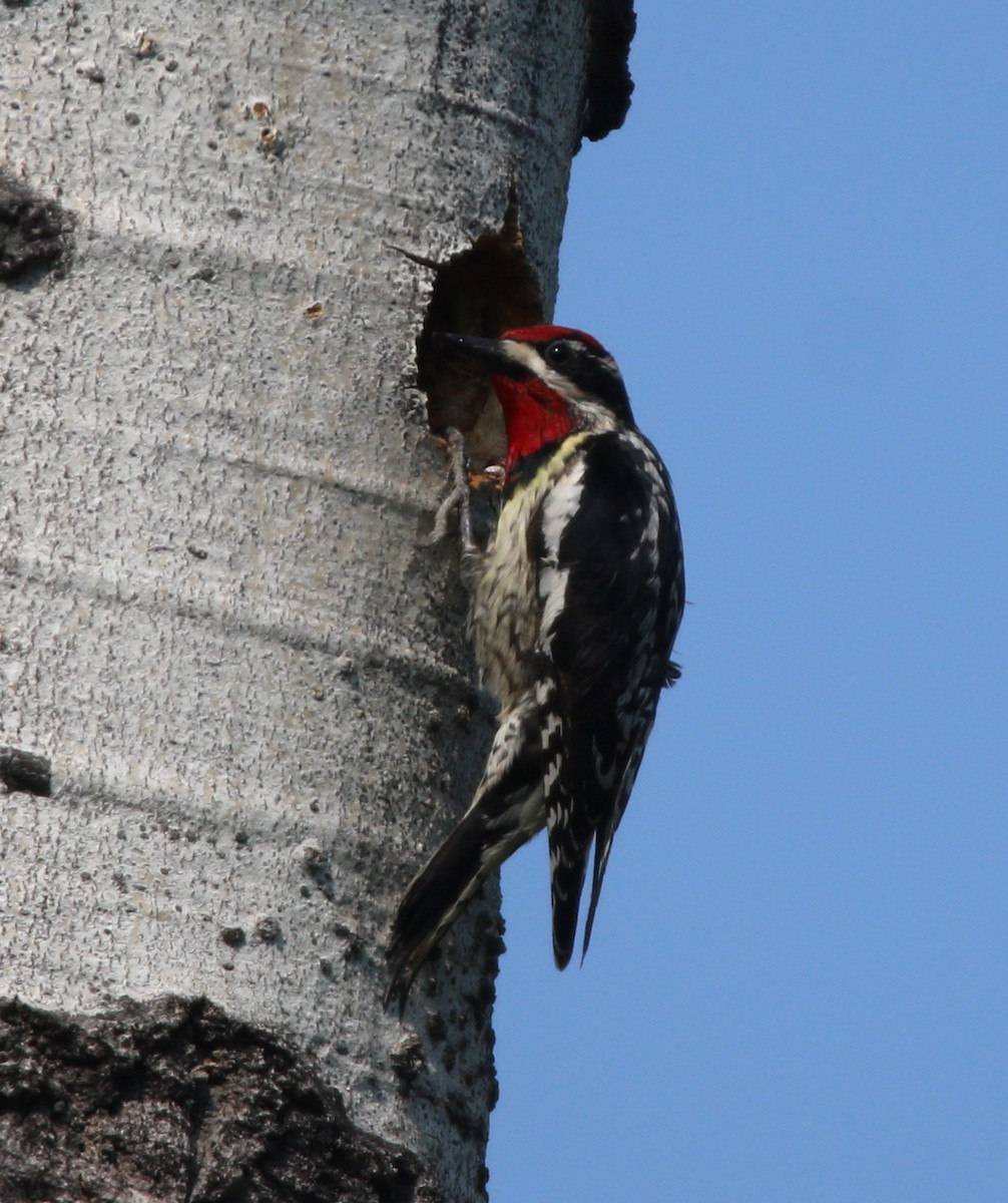 Red-naped Sapsucker - ML614170226