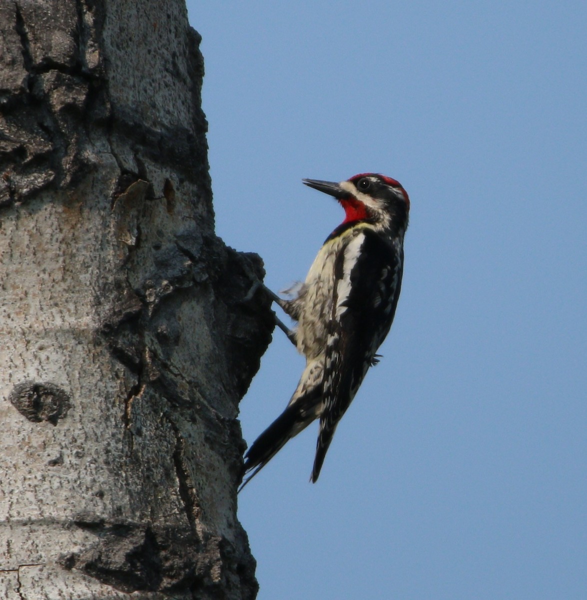 Red-naped Sapsucker - ML614170229