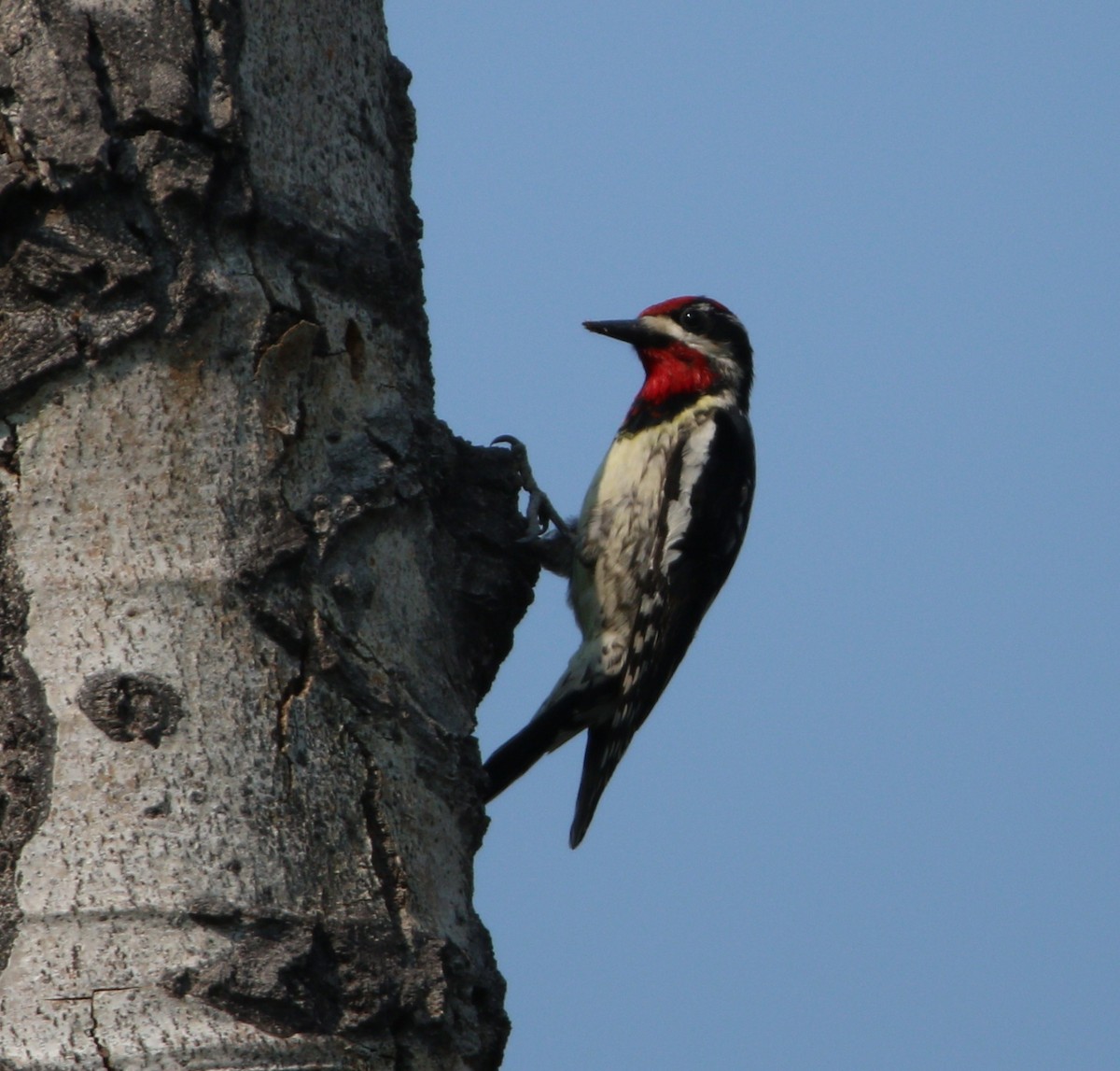 Red-naped Sapsucker - ML614170230