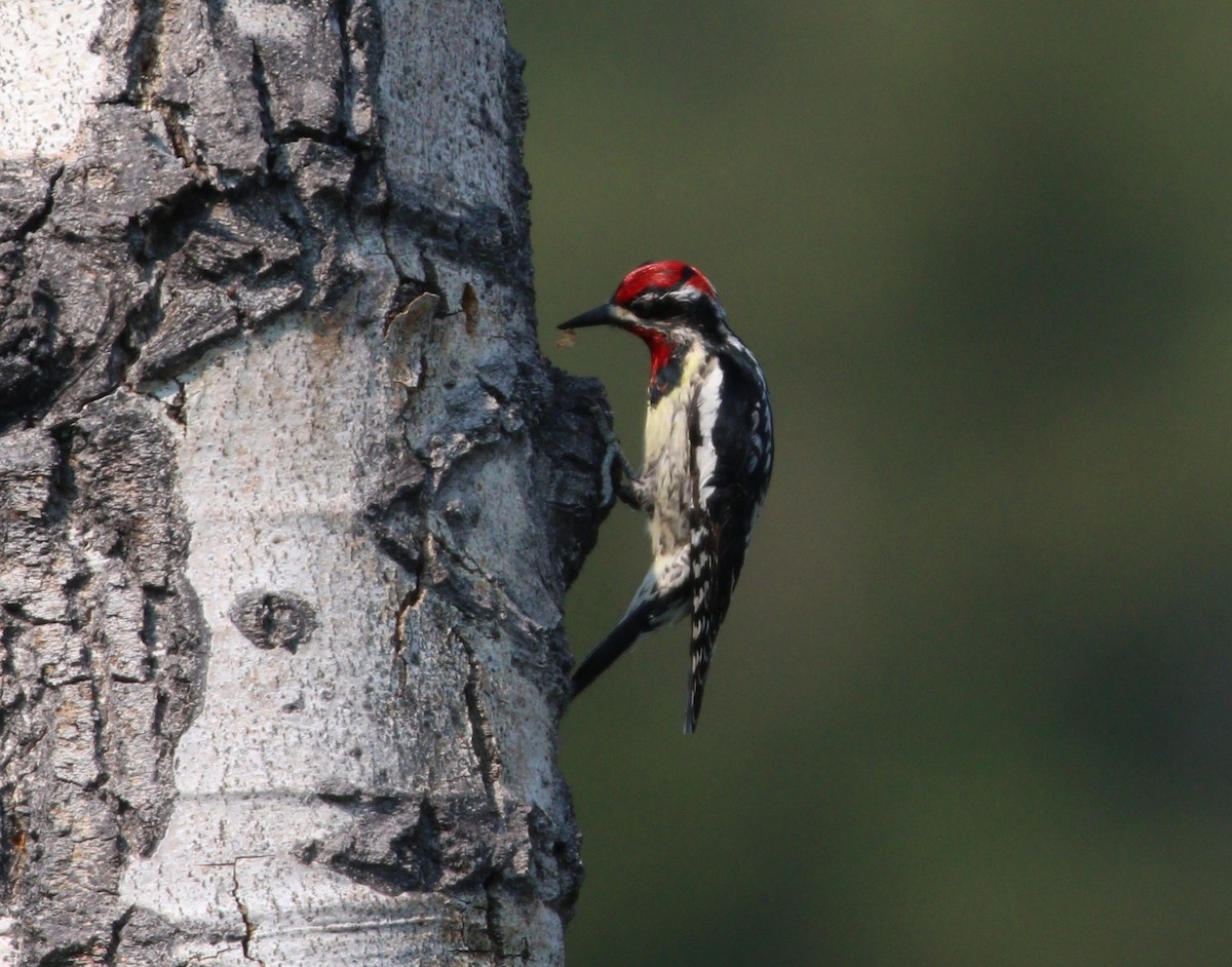 Red-naped Sapsucker - Liam Ragan