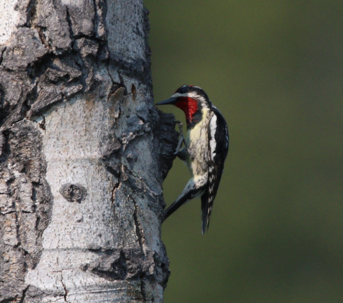 Red-naped Sapsucker - ML614170233