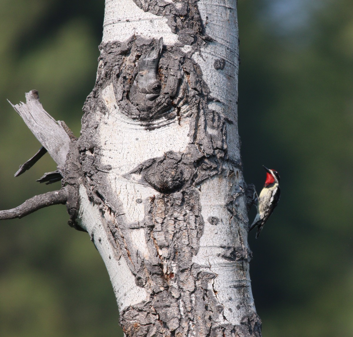 Red-naped Sapsucker - ML614170234