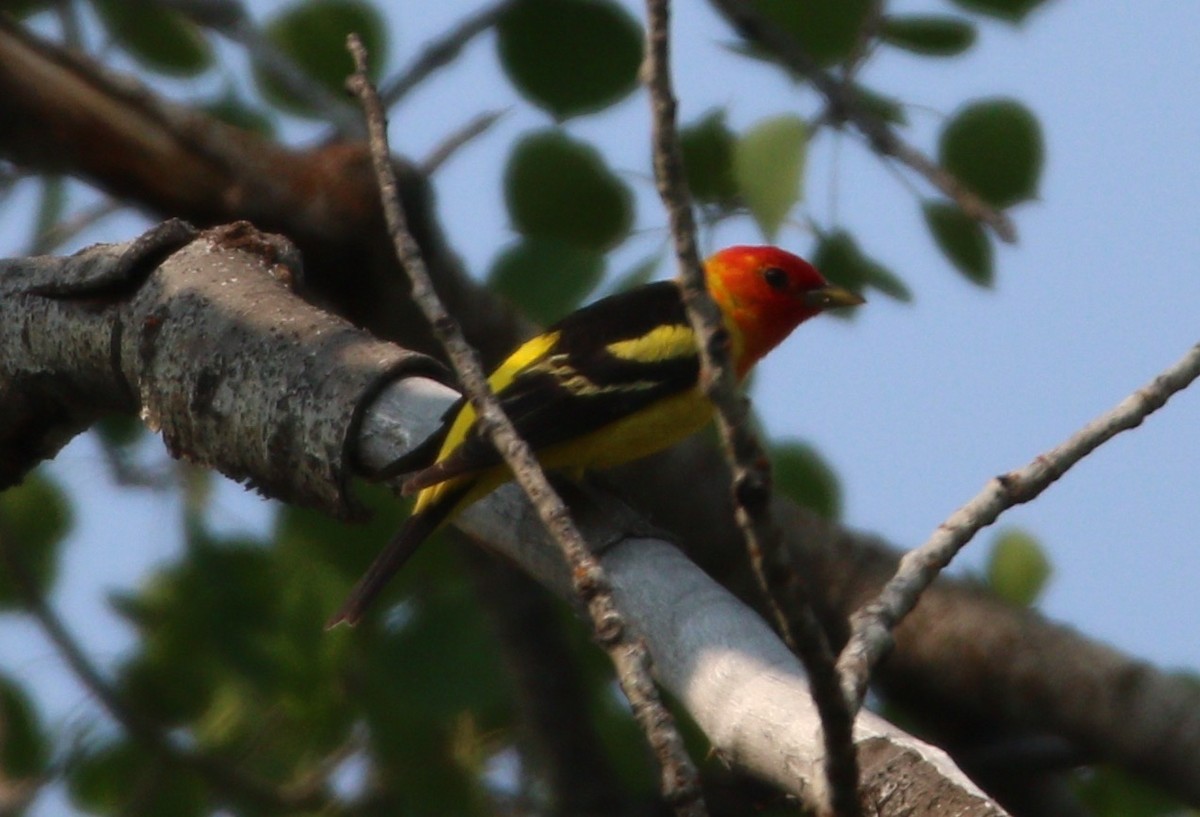 Western Tanager - ML614170236