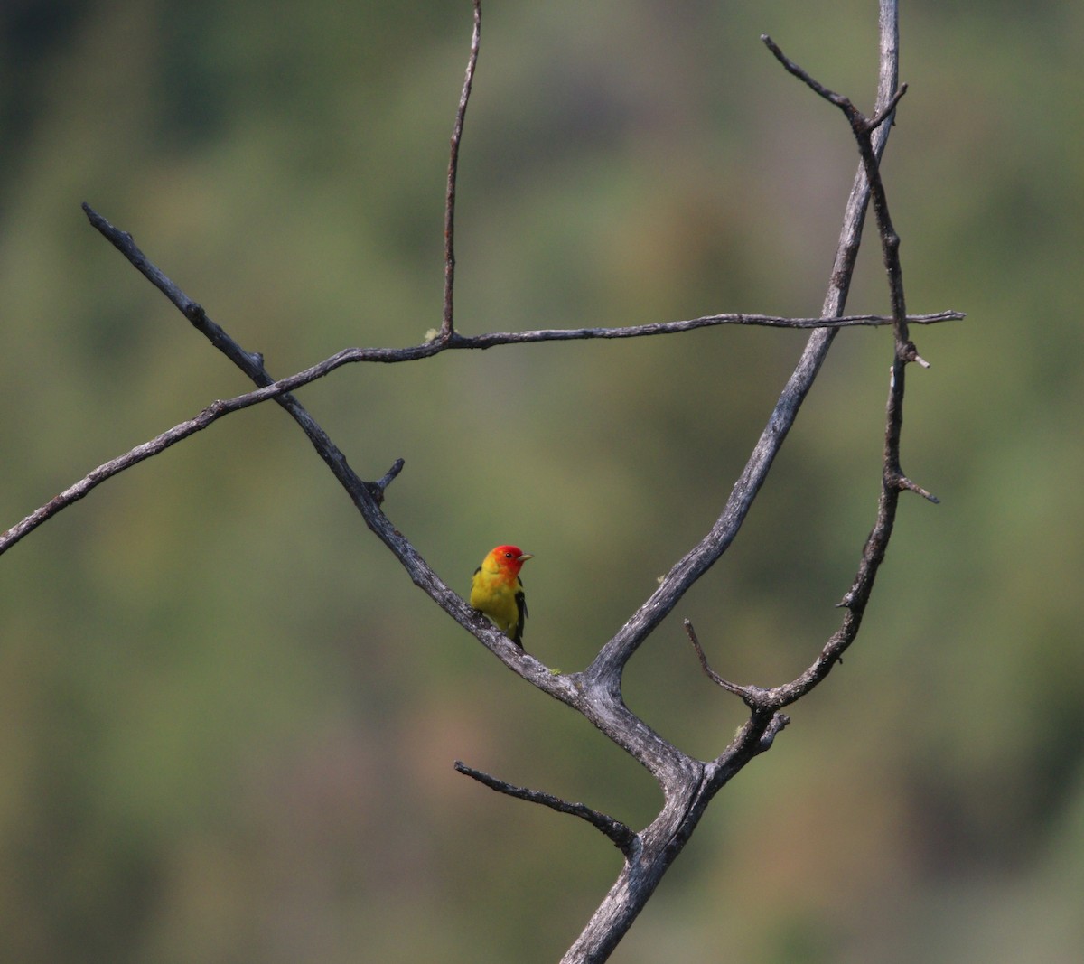 Western Tanager - ML614170237