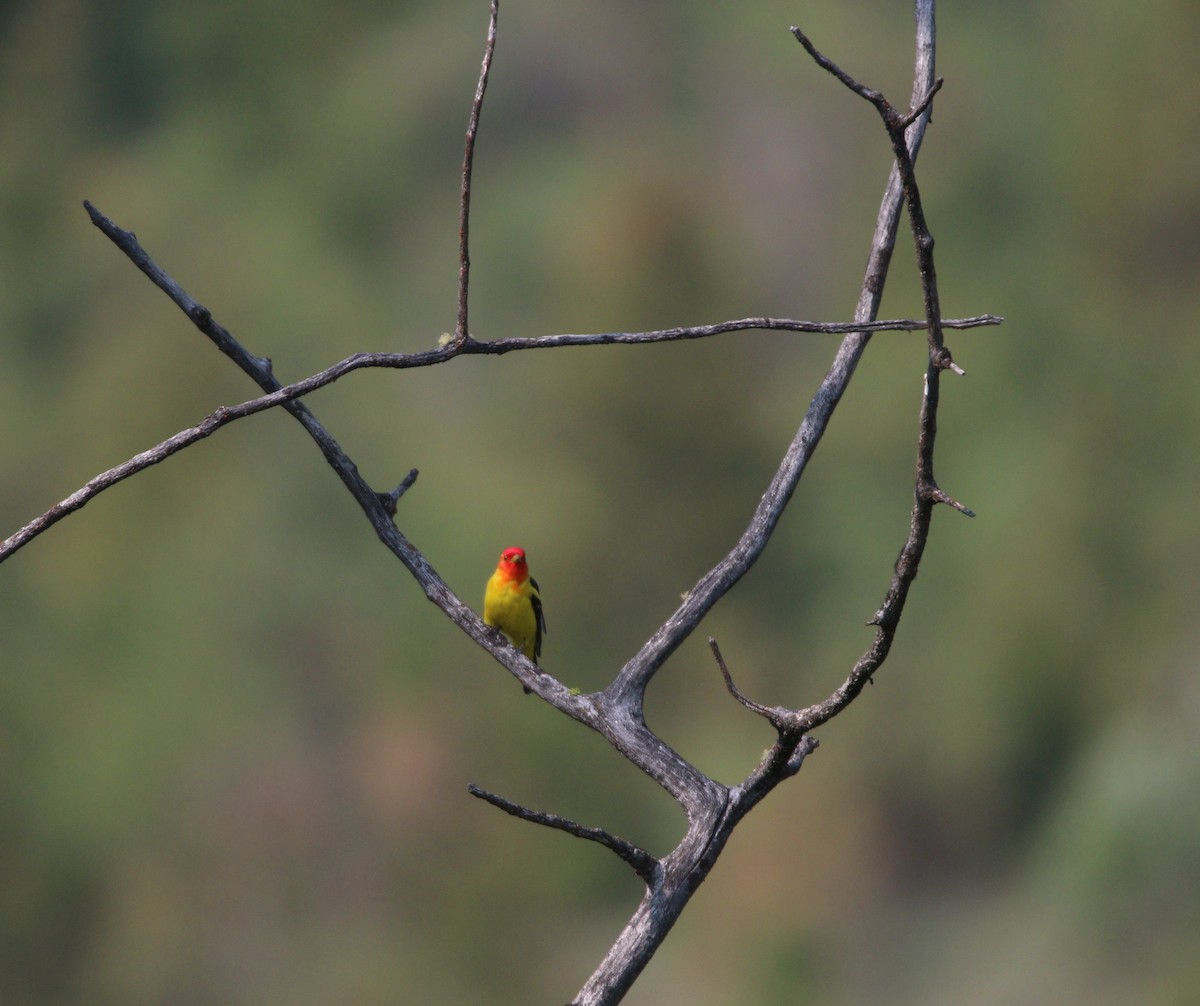 Western Tanager - ML614170238
