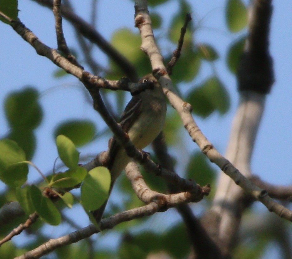 Dusky Flycatcher - ML614170271