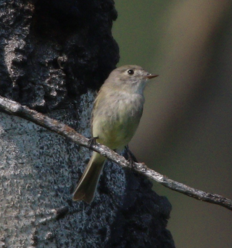 Dusky Flycatcher - ML614170272