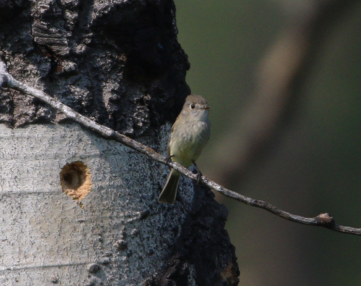 Dusky Flycatcher - ML614170276