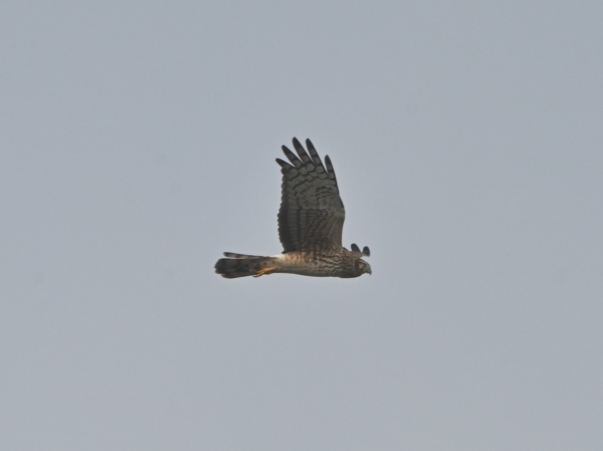 Northern Harrier - Tim Kashuba