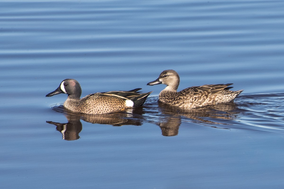 Blue-winged Teal - ML614170353