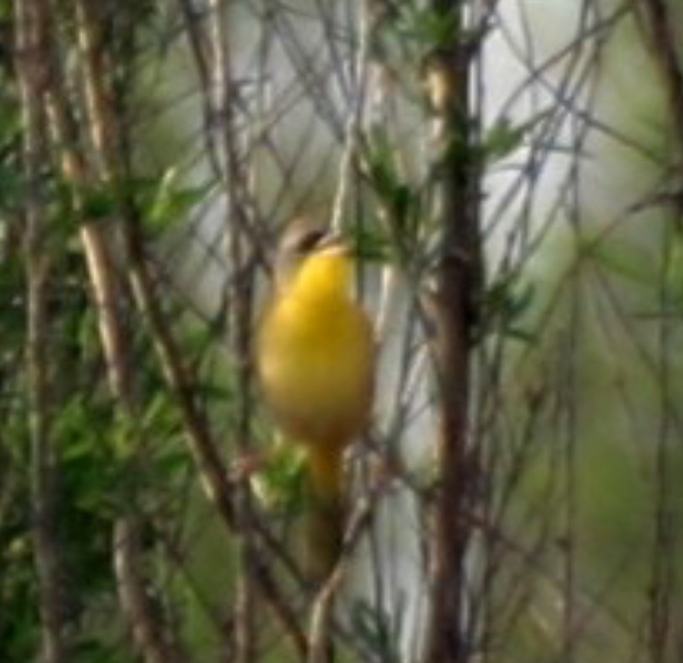 Gray-crowned Yellowthroat - ML614170396