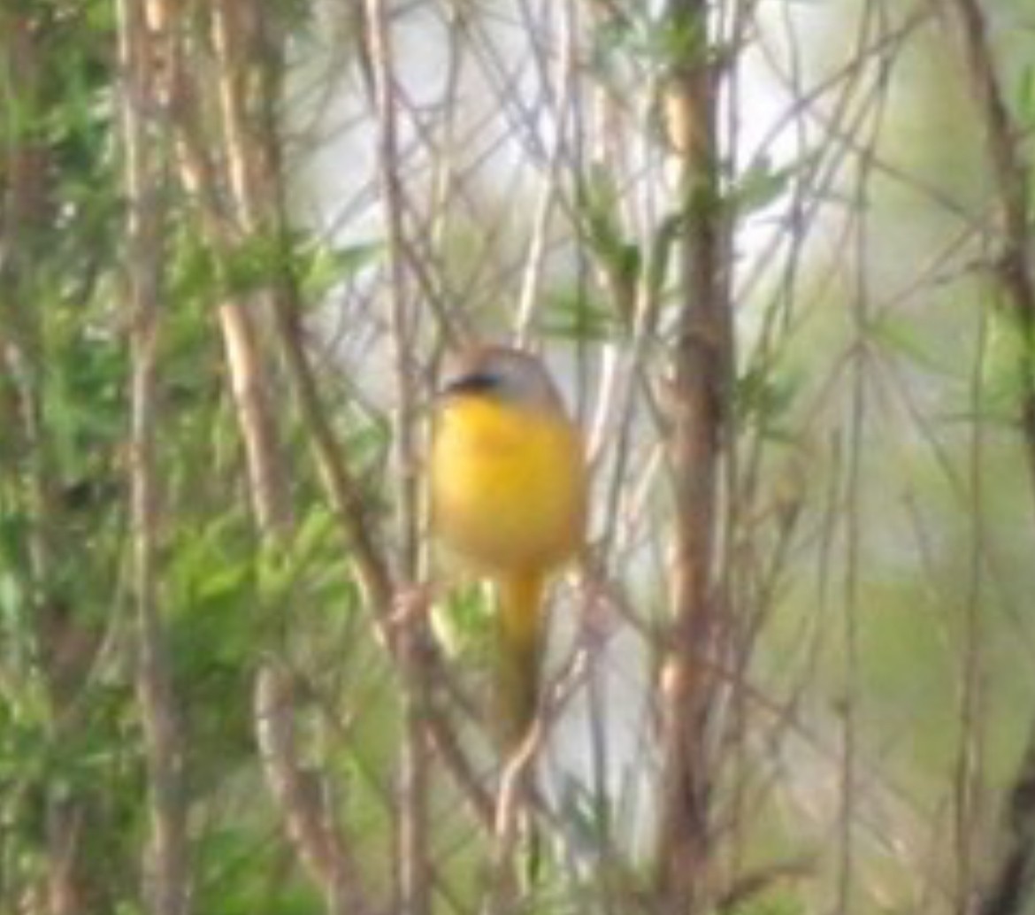 Gray-crowned Yellowthroat - ML614170397