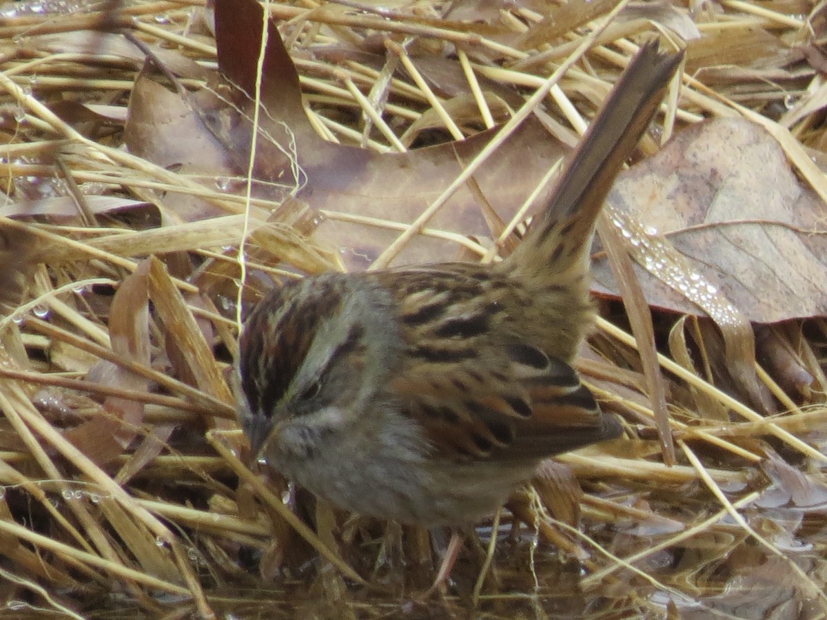 Swamp Sparrow - Ethan Maynard