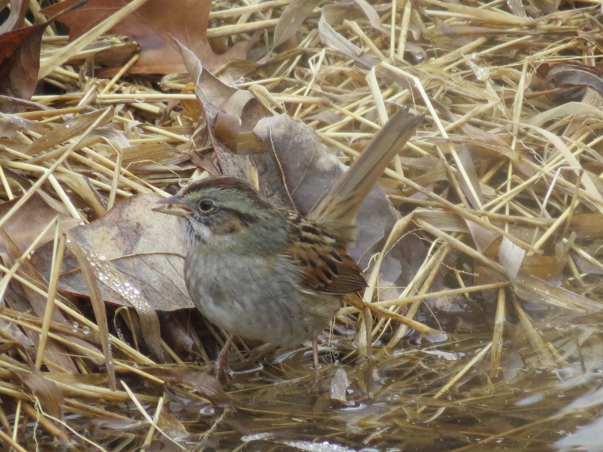 Swamp Sparrow - Ethan Maynard