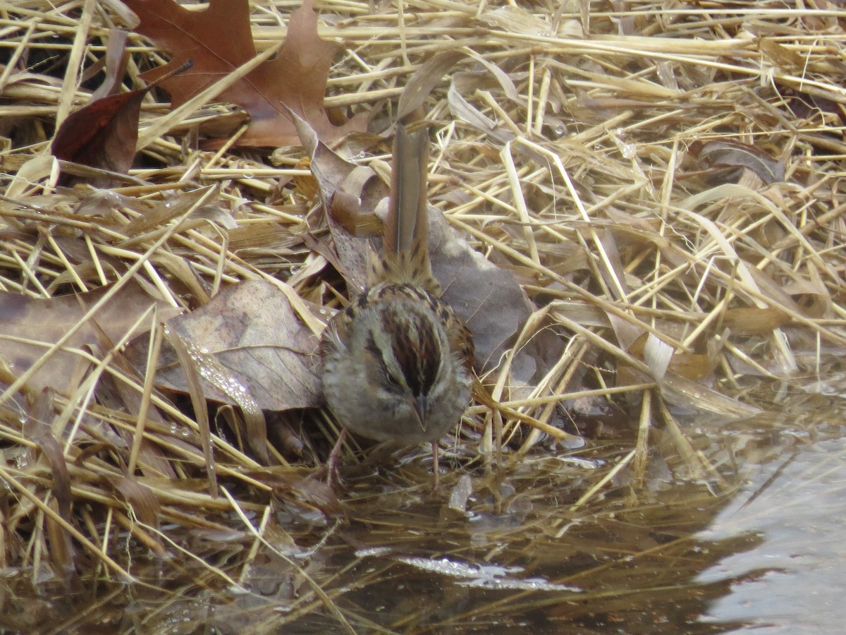 Swamp Sparrow - Ethan Maynard