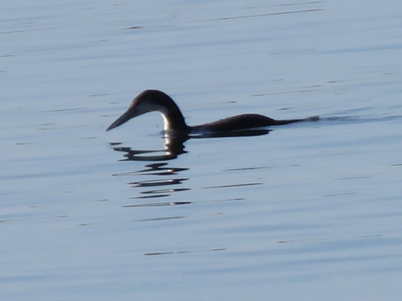 Common Loon - ML614170468