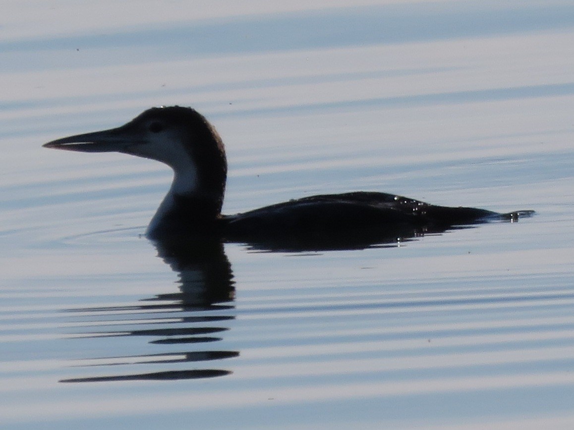 Common Loon - ML614170475