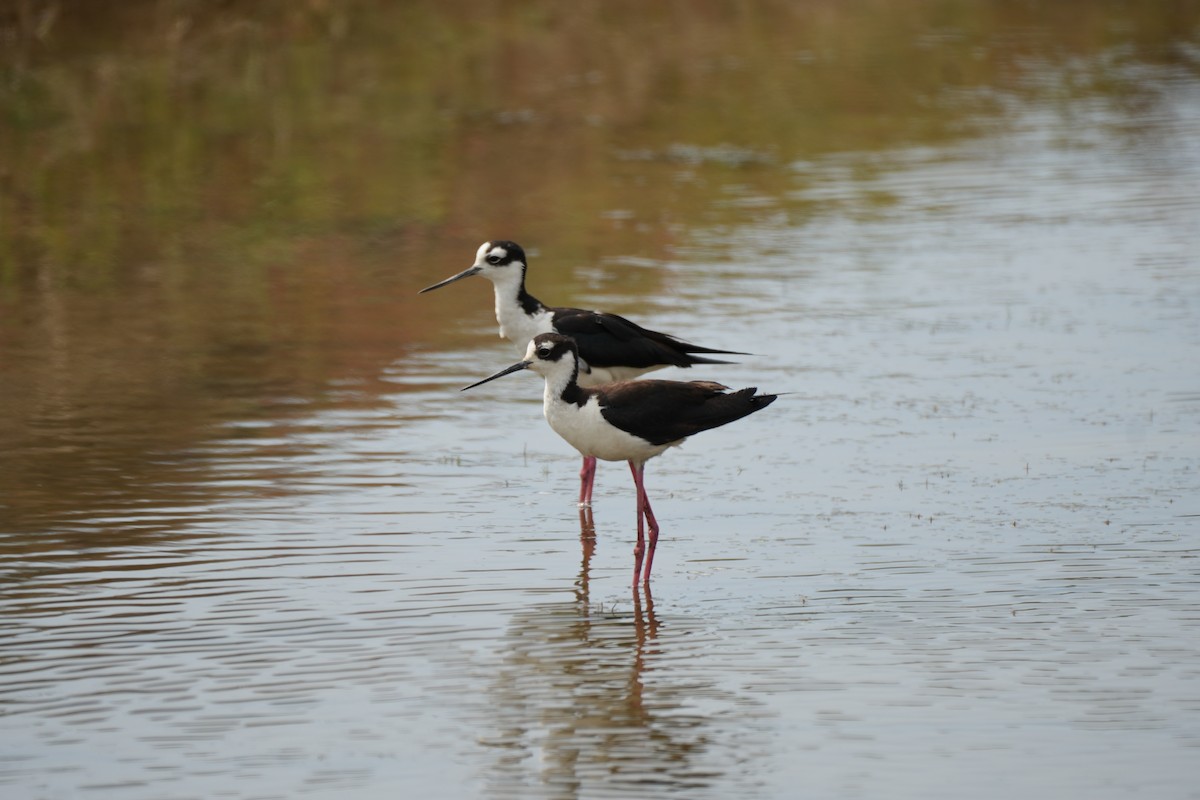 Black-necked Stilt - ML614170526