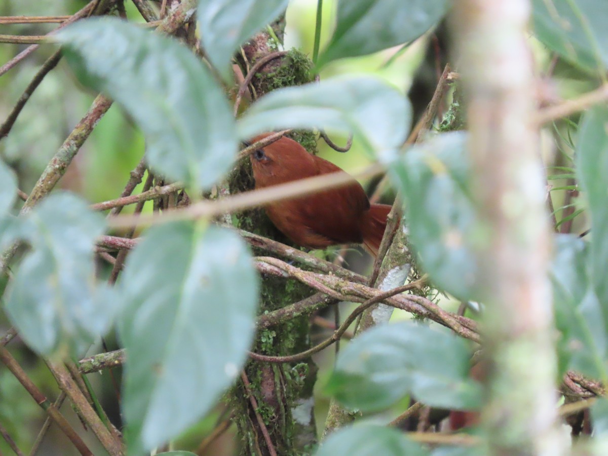 Rufous Spinetail - Cristian Cufiño