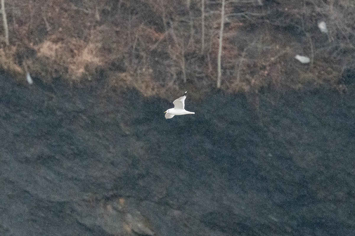 Ring-billed Gull - ML614170565