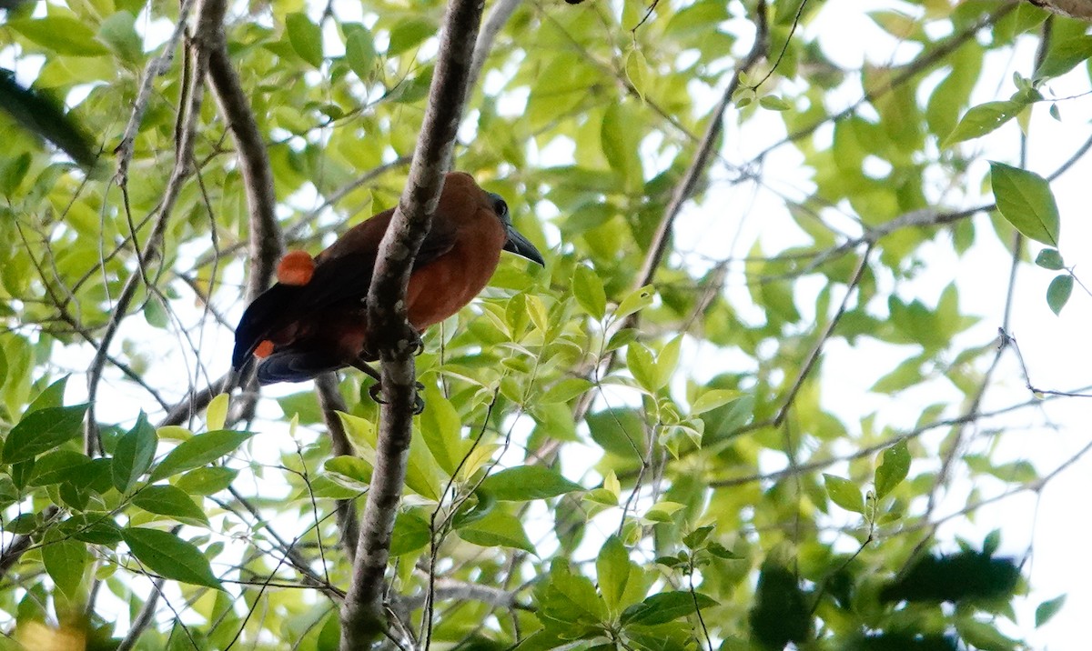 Capuchinbird - Paul Prior