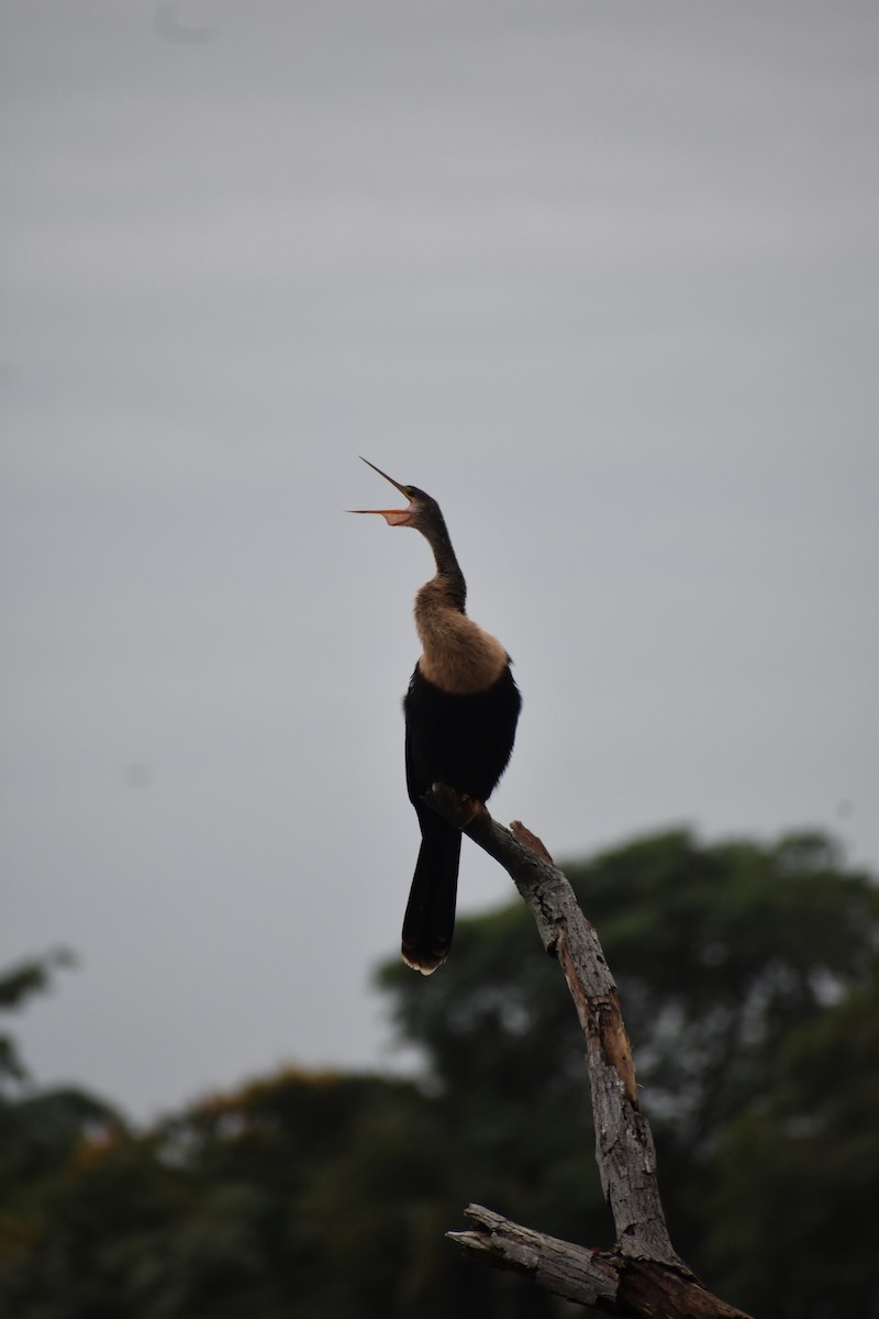 anhinga americká - ML614170605