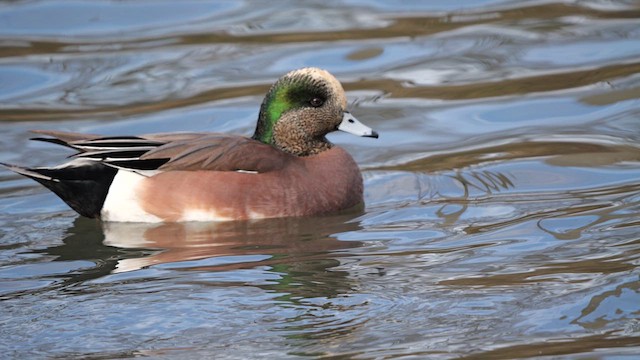 American Wigeon - ML614170638