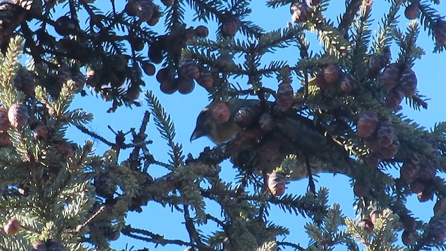 White-winged Crossbill - ML614170666