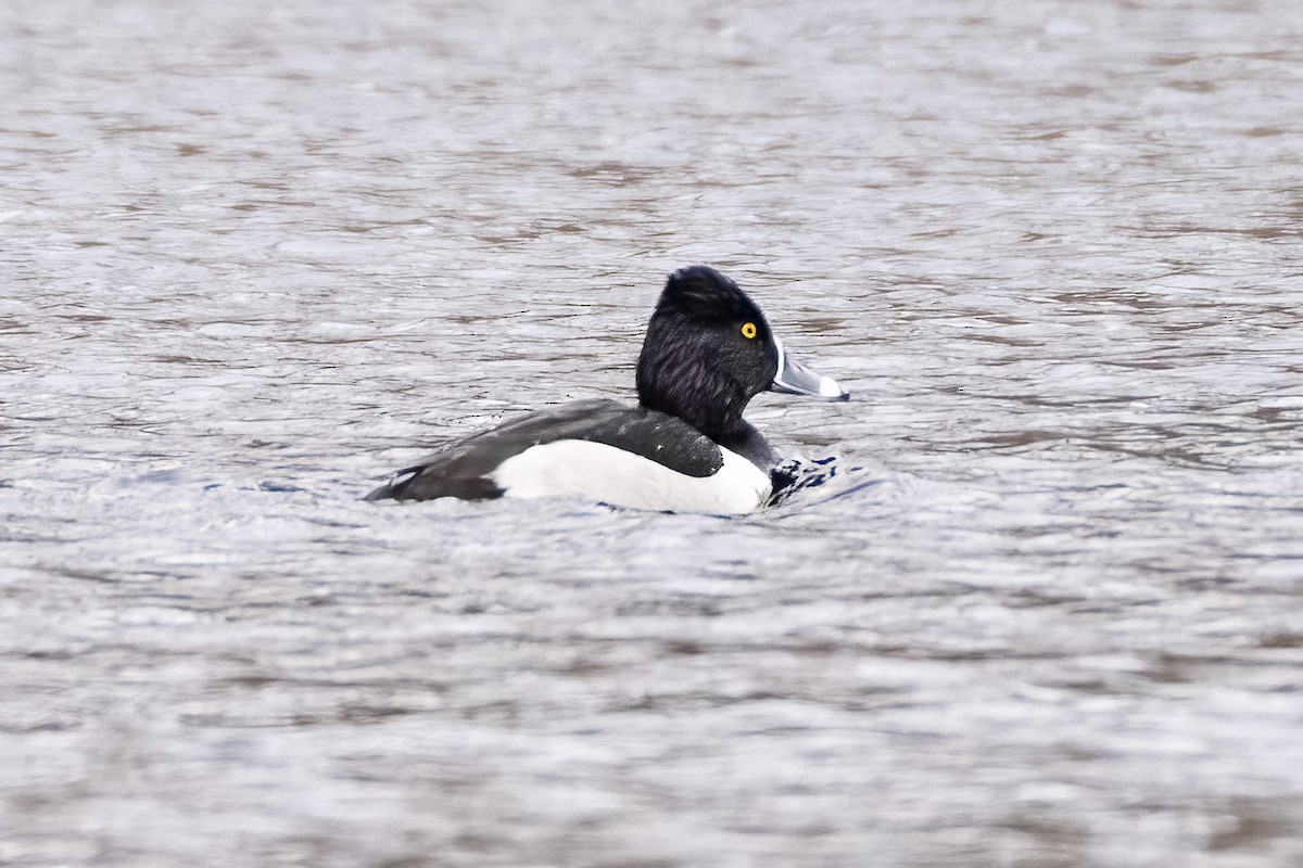 Ring-necked Duck - ML614170750