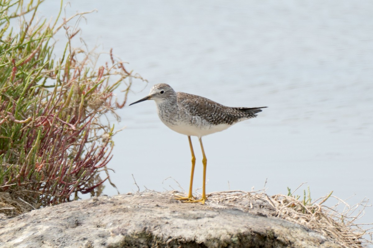 Lesser Yellowlegs - ML614170853