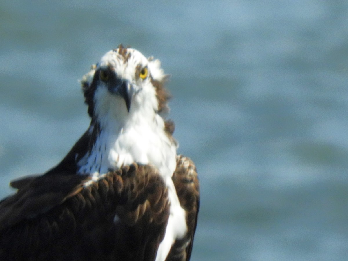 Águila Pescadora - ML614170878