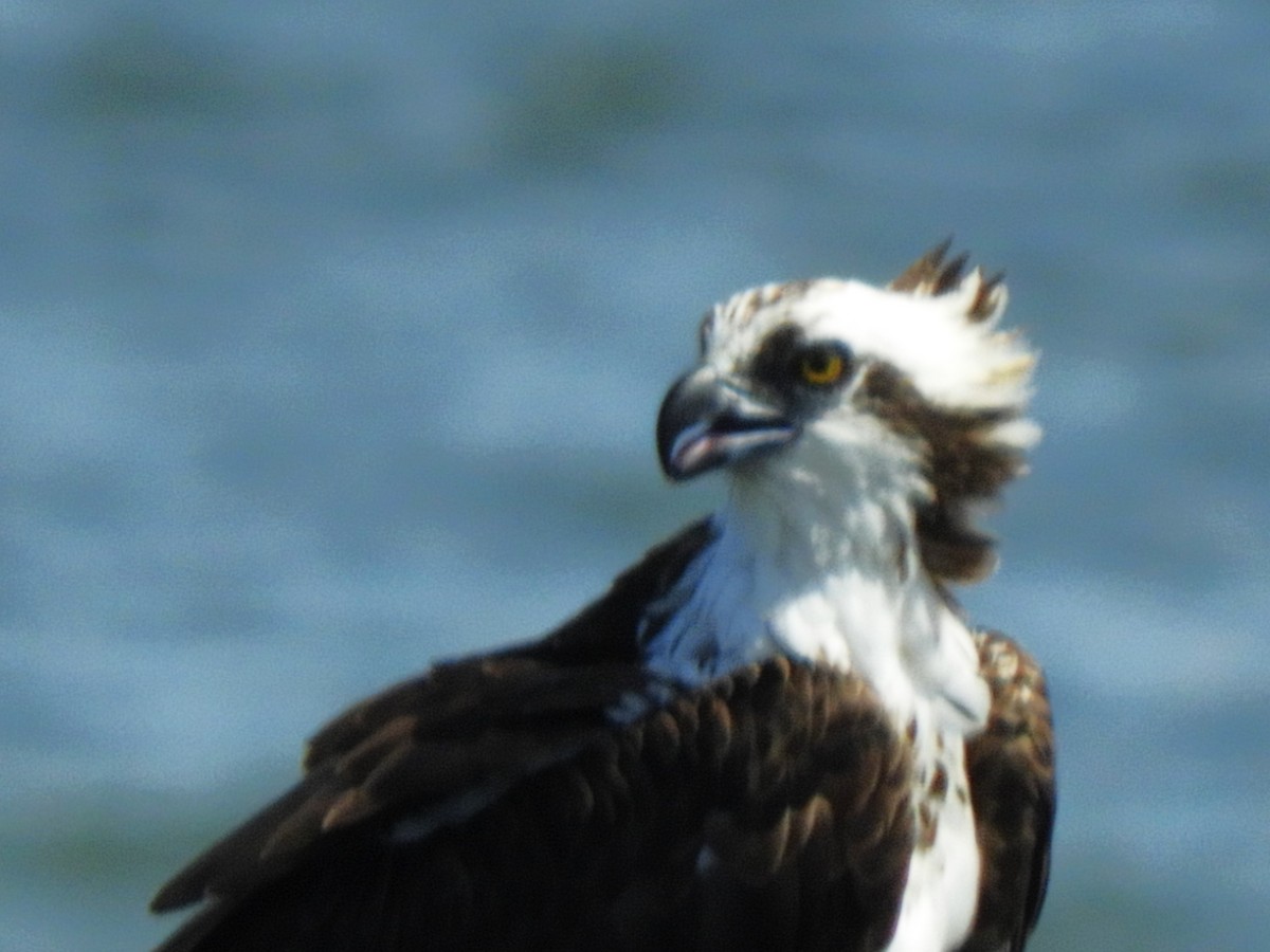 Águila Pescadora - ML614170903