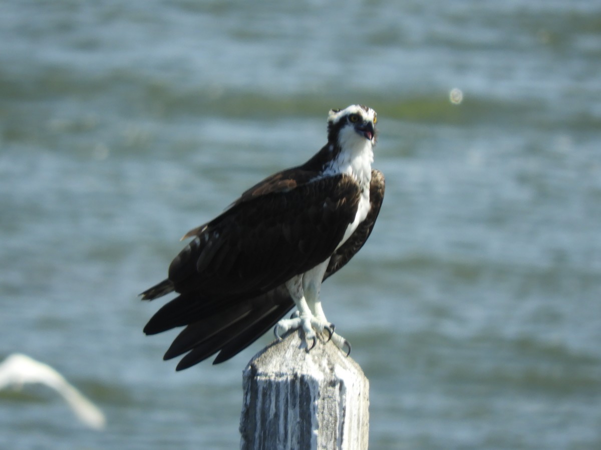 Águila Pescadora - ML614170923