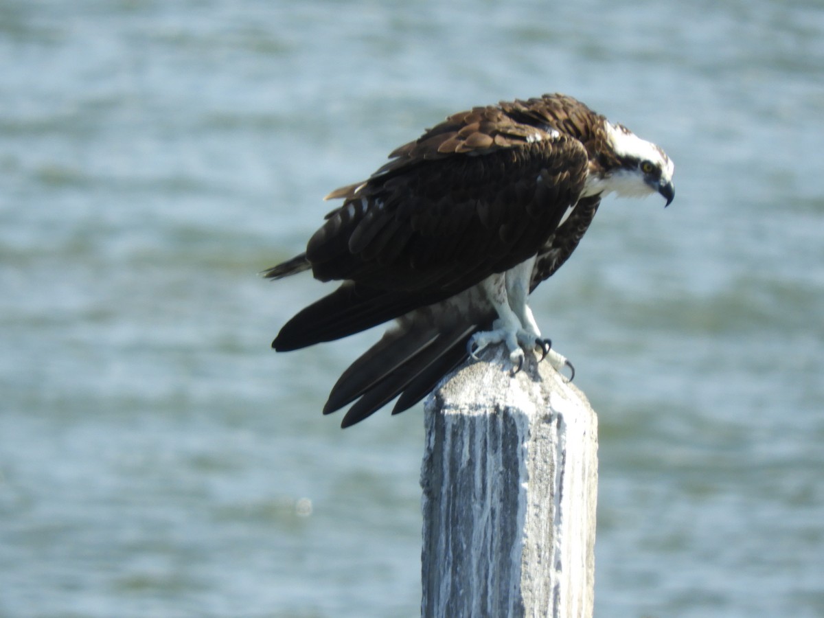 Águila Pescadora - ML614170938