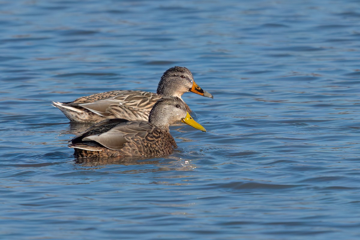 Canard du Mexique - ML614170958