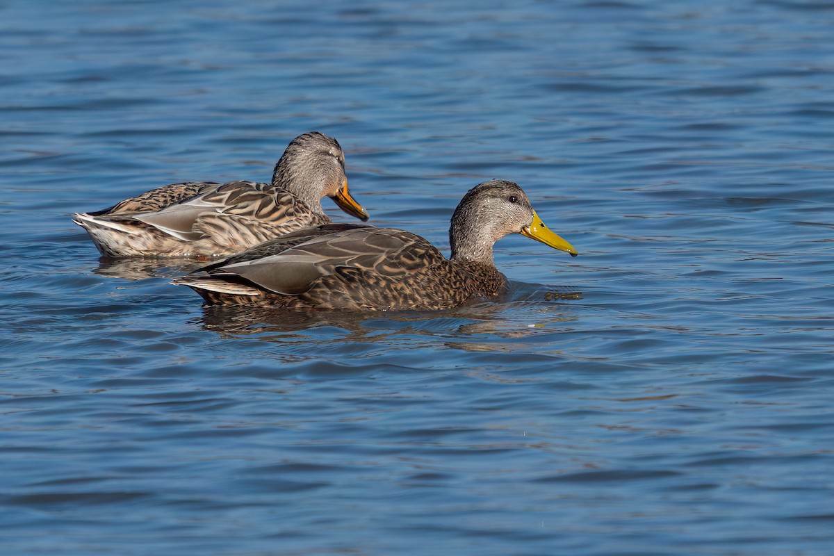 Canard du Mexique - ML614170959