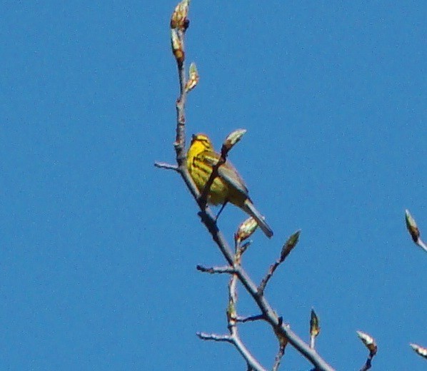 Prairie Warbler - Peggy Blair