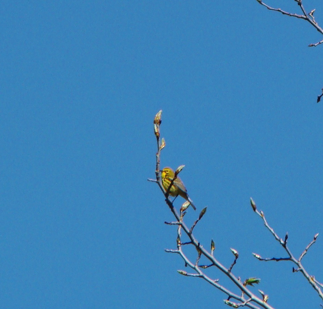 Prairie Warbler - ML614170968