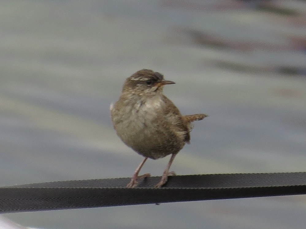 Eurasian Wren (Iceland) - ML614171049