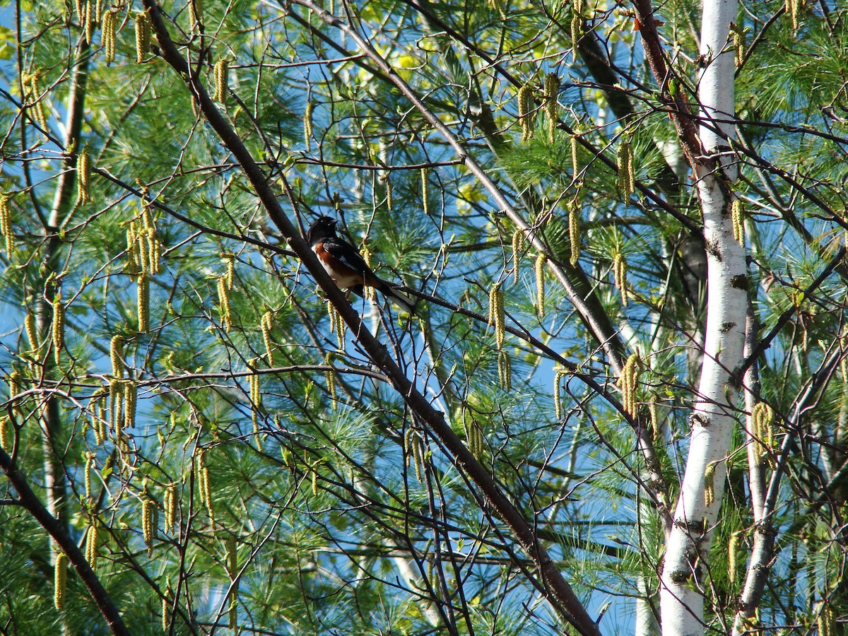 Eastern Towhee - ML614171051