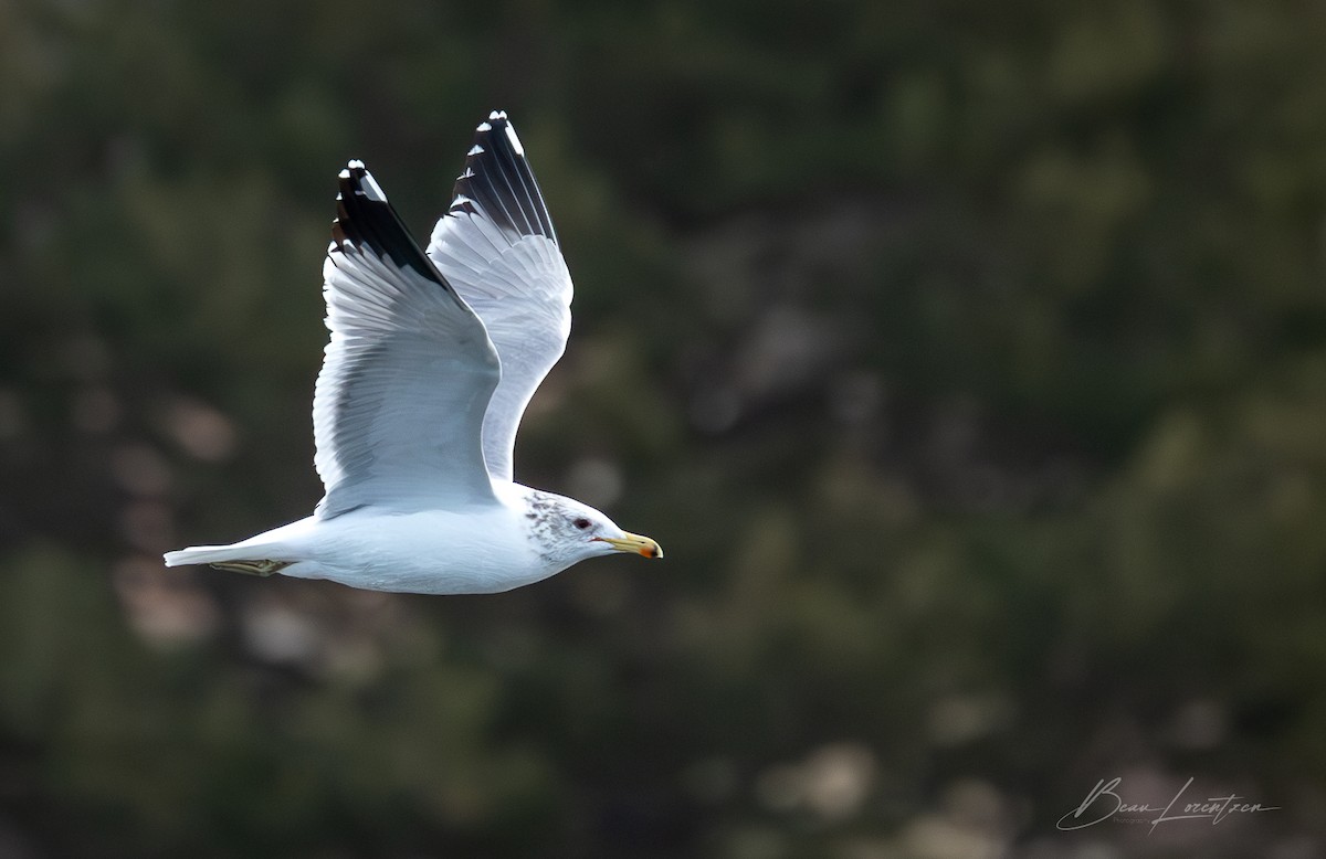 California Gull - Beau Lorentzen