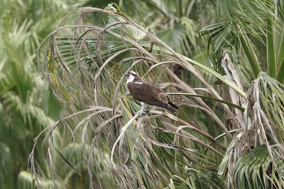 Águila Pescadora - ML614171145