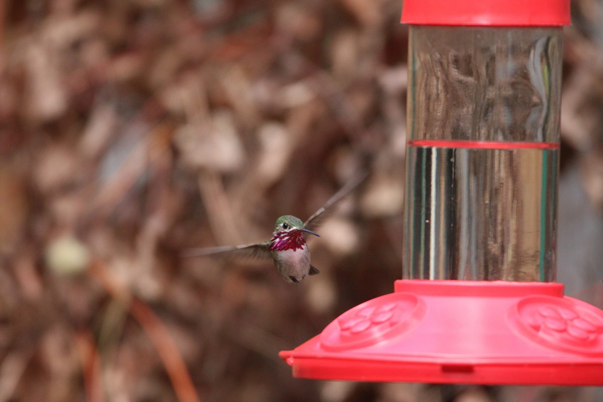 Calliope Hummingbird - ML614171213