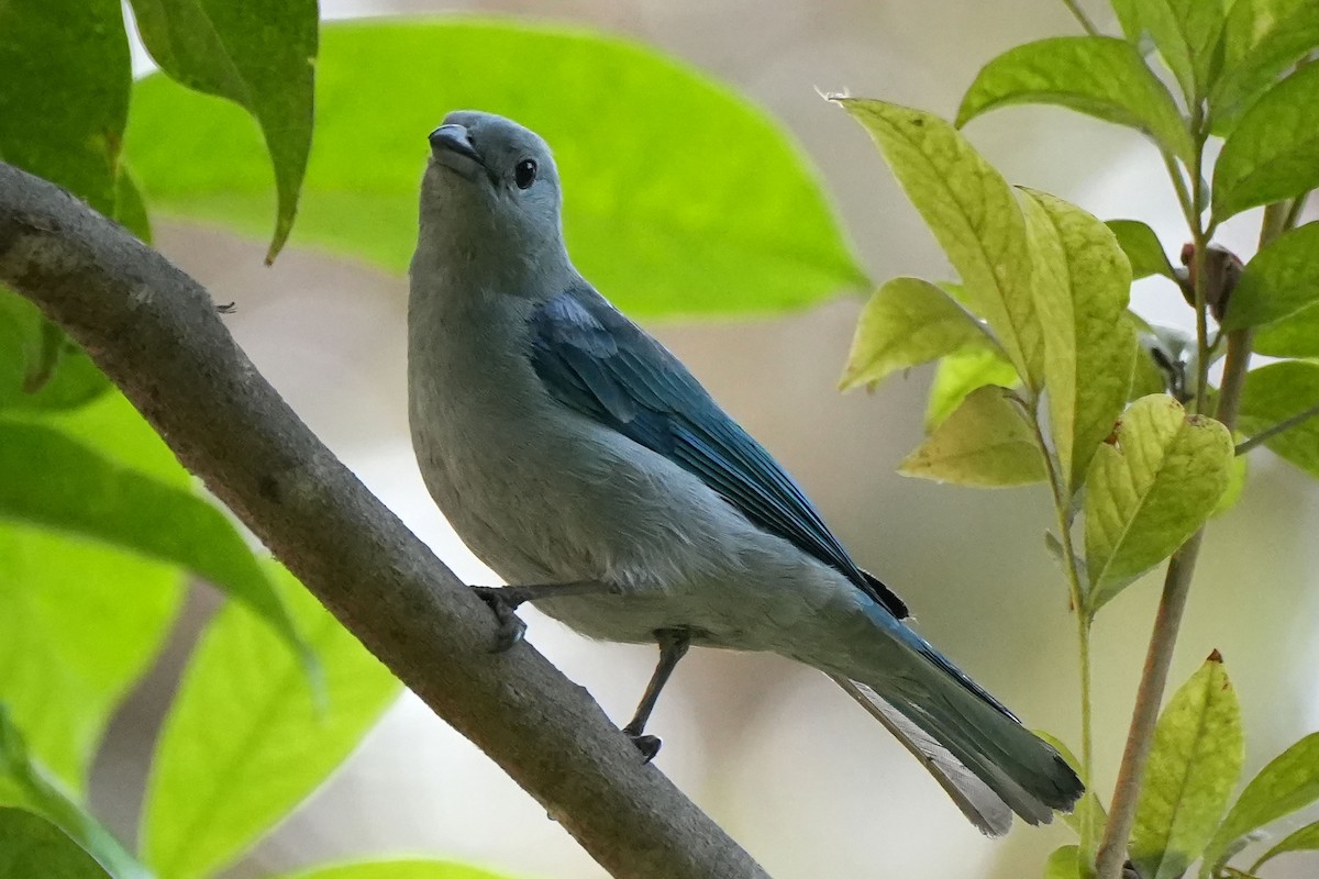 Blue-gray Tanager - ML614171251