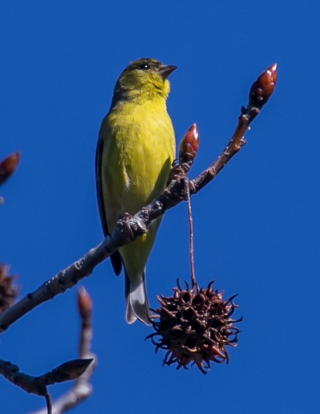 Lesser Goldfinch - ML614171393