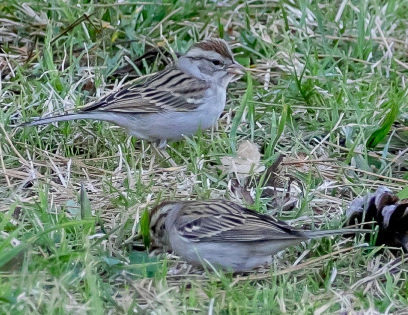 Chipping Sparrow - ML614171409