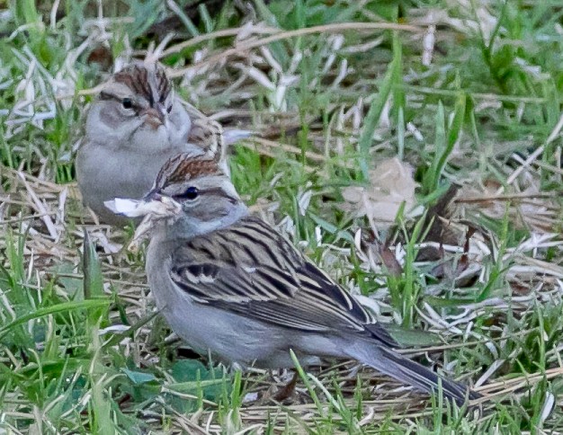 Chipping Sparrow - ML614171410